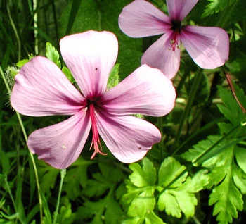 Rose Geranium Essential Oil Pelargonium Graveolens Essential Oil Pelargonium Roseum Essential 