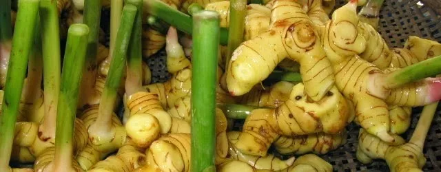 Thai Galangal Essential Oil : ISO, GMP Certified : High Quality Best Price