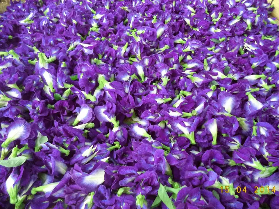 Kualitas Tinggi Instan Kupu Kupu Pea Bubuk Bunga Violet Teh Thai