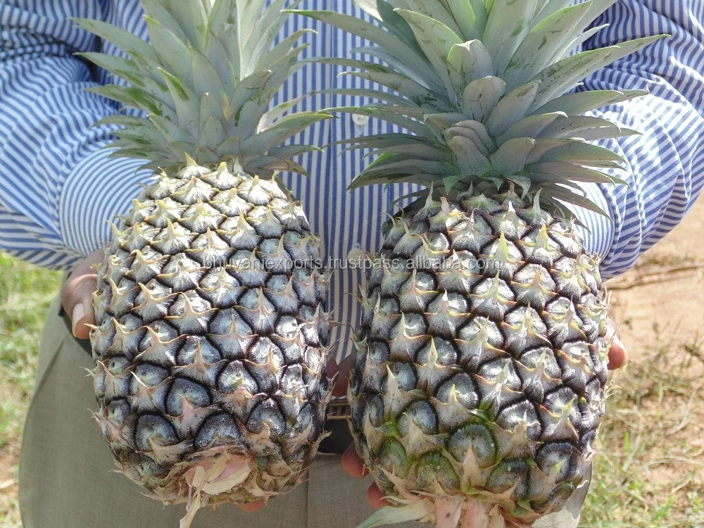pineapple/fresh pineapples/fresh fruits!