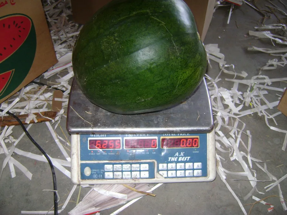 
Egyptian watermelon 