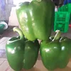 FRESH CAPSICUMS / +84963818434 whatsapp