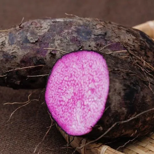 Hot Sell 2017,Premium Purple Yam With Attractive Price For Now Buy