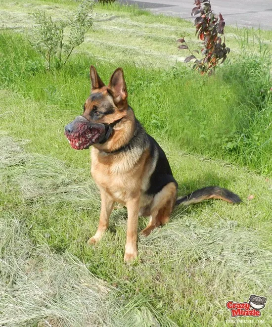 Zombie Dog Muzzle Buy Zombie Moncong Anjing Anjing Moncong