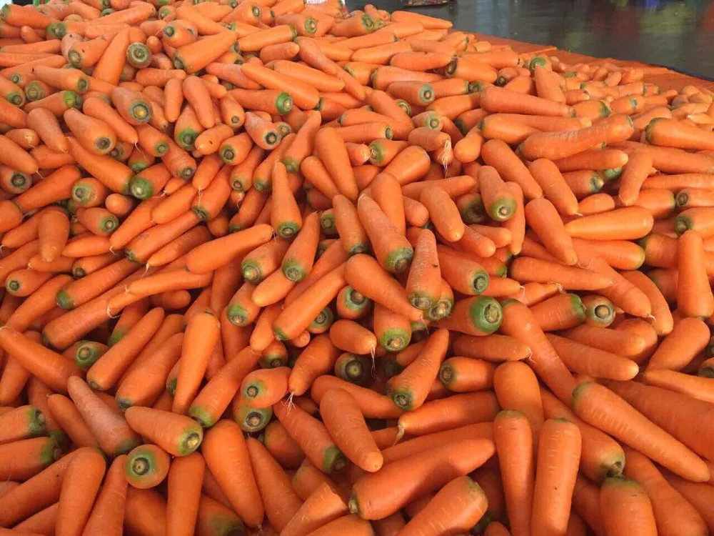 FRESH CARROT NEW CROP Red Orange HACCP Certified 10cm 10kg (Tel/Whatsapp/Viber/Kakao Talk 0084 989 322 607)