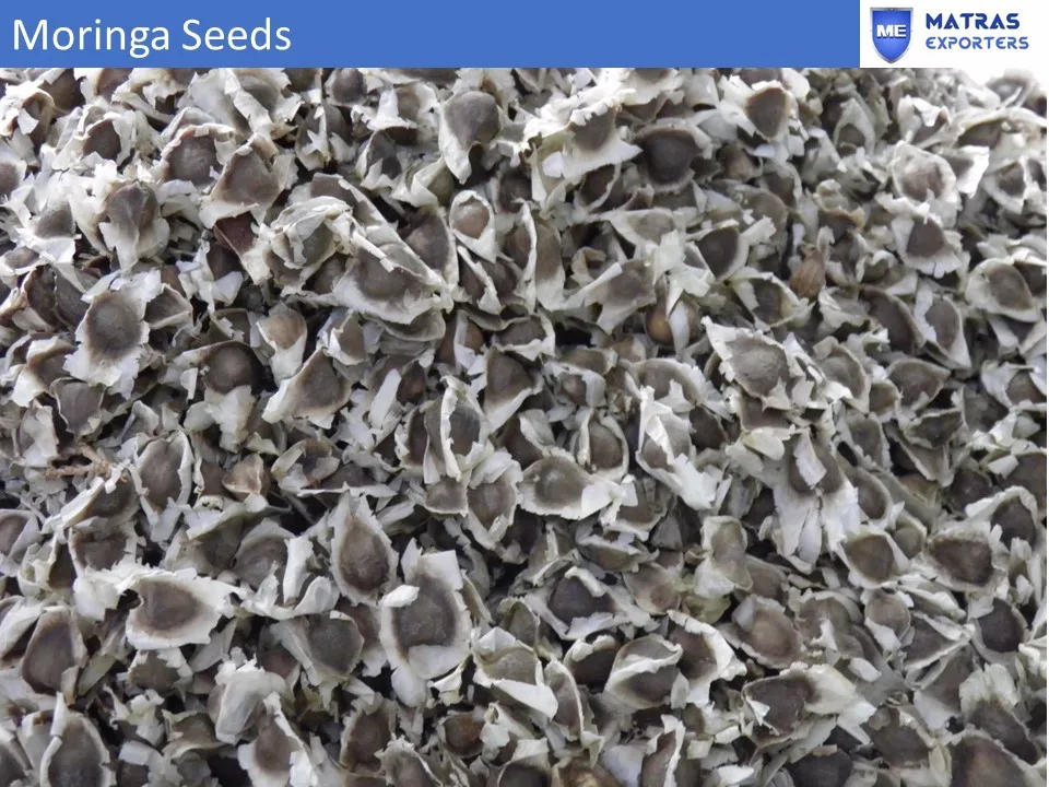 Moringa seeds 114.jpg