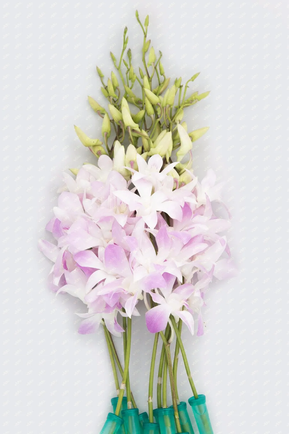 Fresh Cut Orchid White Sonia Dendrobium Buy Orchidorchid Plantsorchid Flower Product On 