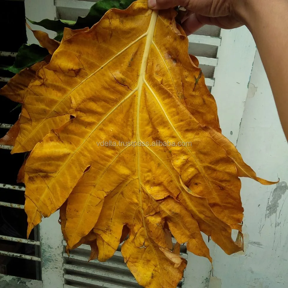 Buy Frooti Drink Fresh N Juicy Mango 300 Ml Bottle Online