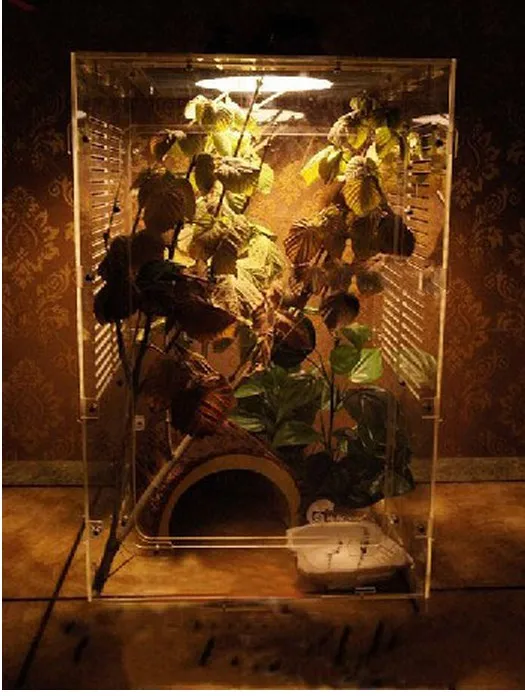 High Quality Acrylic Spider Reptile Cage With Cheap Price Buy Acrylic