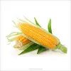 Cattle Feed Maize