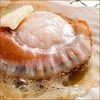 Hokkaido Japan Scallop Half / Whole Shell (Live / Frozen)