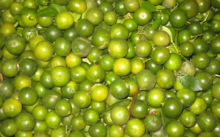 Best Seller Fresh Green Kumquat Fruit From Vietnam Buy Fresh Kumquat