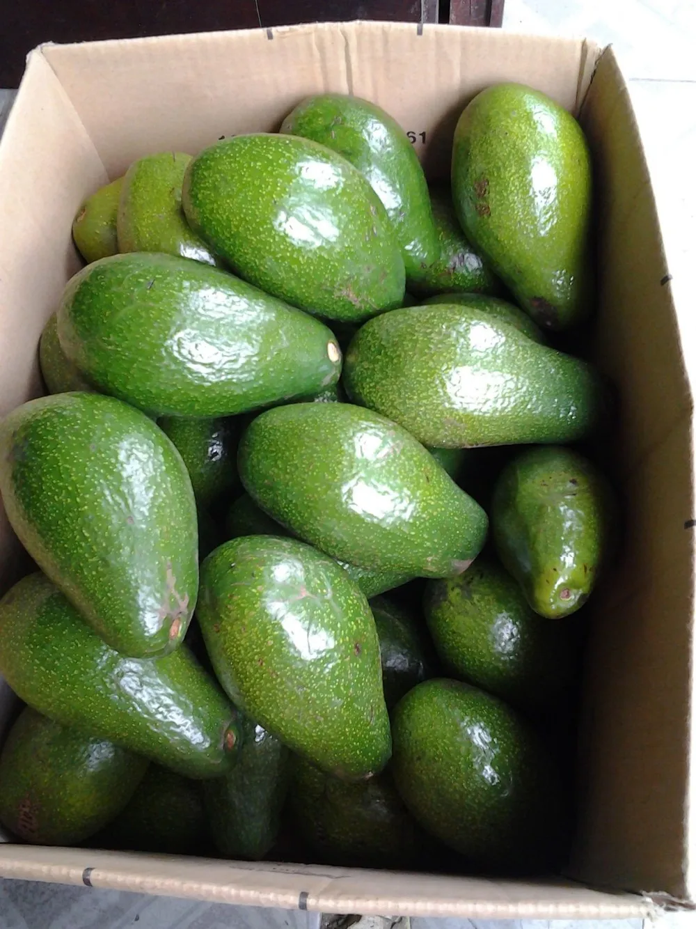 Fresh Avocado - Original Vietnam
