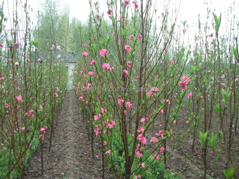 Ornamental Plant Cherry Blossom Seedling Buy Ornamental Plant Cherry