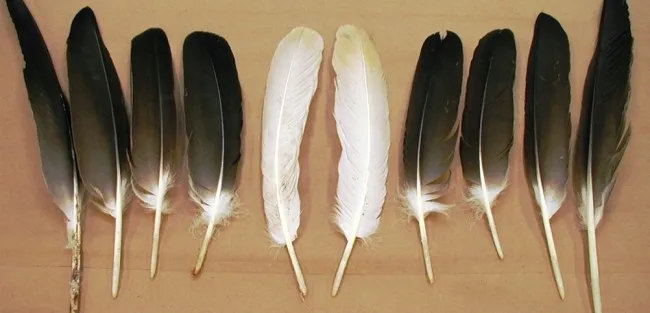 feathers-for-sale.jpg