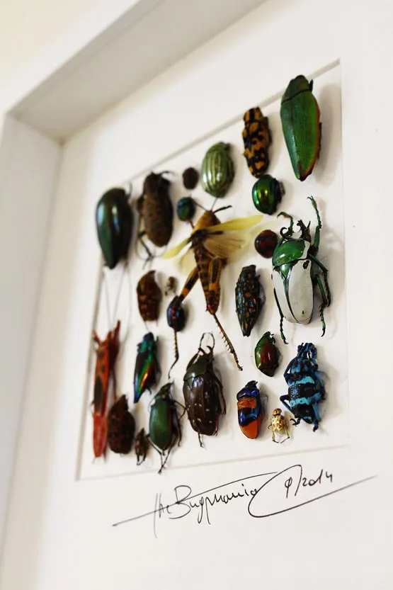 Wall Decoration Art Frame With Real Butterflies Beetles Or Other Insects Wall Decoration Art Frame With Real Butterflies Beetles Or Other Insects