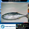 Land Frozen Yellow Fin Tuna Gilled & Gutted Fish