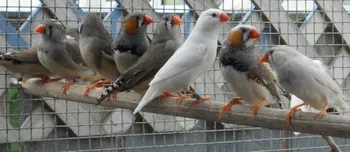 Putih Kutilang Gouldian Kutilang Zebra Kutilang Burung Kenari