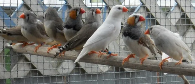 Putih Kutilang Gouldian Kutilang Zebra Kutilang Burung Kenari