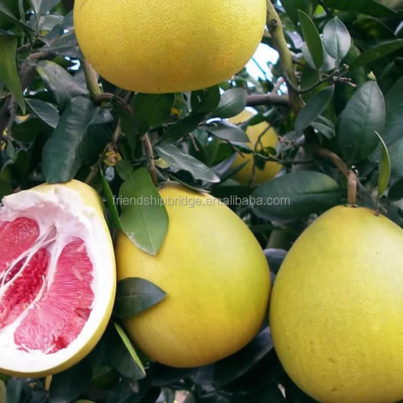 Delicious Fruit Pomelo Buy Citrus Maxima Fruit Seedling,High Quality