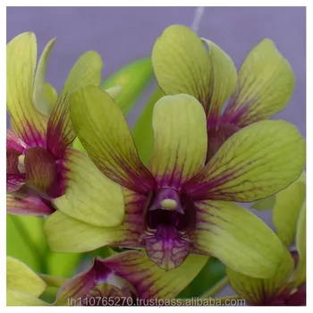 Dendrobium Green Splash - Buy Orchid,Dendrobium,Plant Product