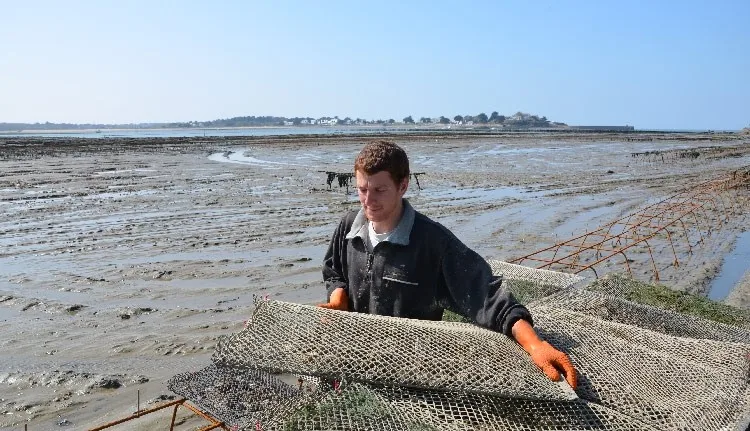 oyster spat collector