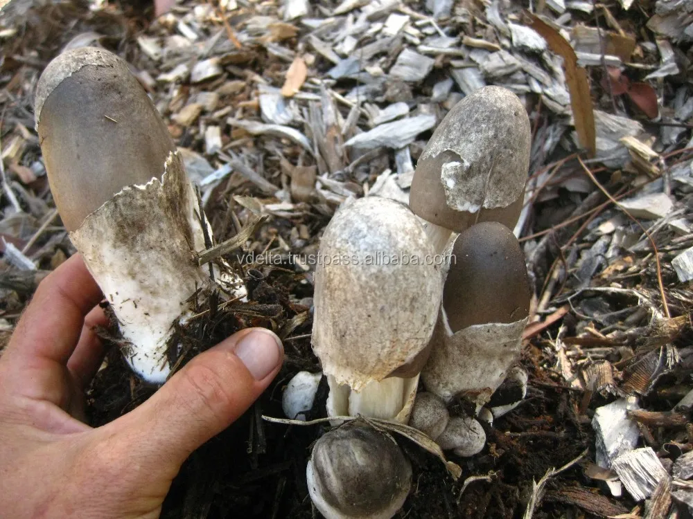 Straw Mushrooms Peeled In Brine: 68oz – Pacific Gourmet