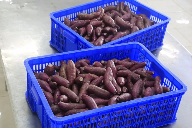 Frozen Whole Japanese Purple Sweet Potato From Vietnam Buy Sweet