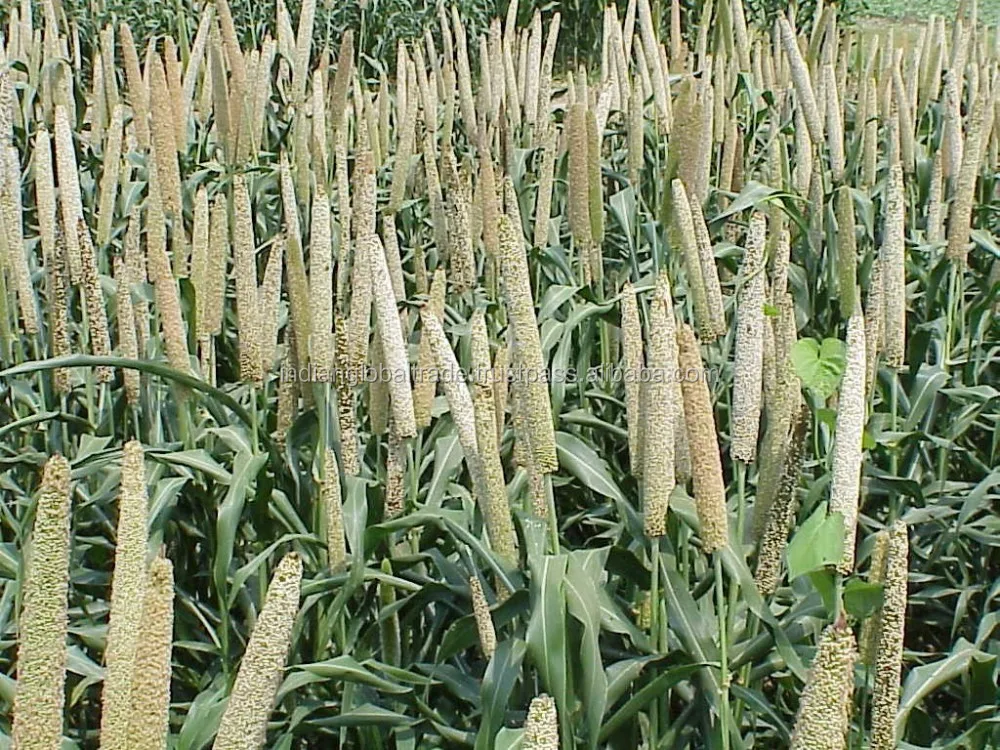 White Millet Indian White Millet Millet Seed Buy White Millet