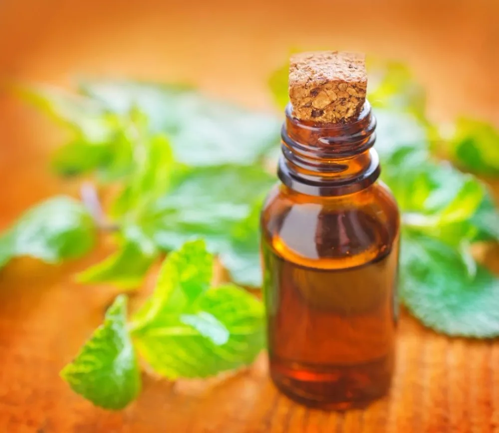 peppermint oil for rats price