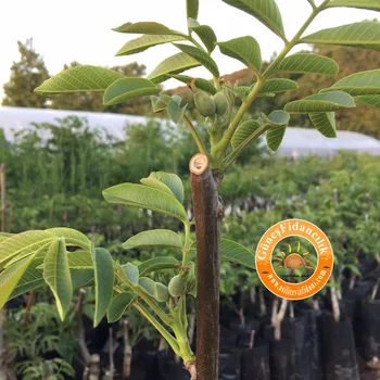 Walnut Saplings Seedlings Grafted Chandler Fernor Walnut Saplings Seedlings Grafted Chandler Fernor