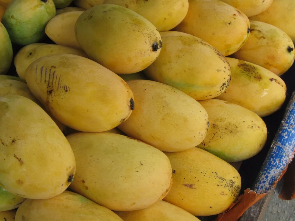 Image result for dashehari mango