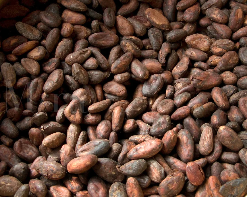 Cocoa Beans Cocoa Beans