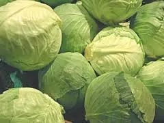 tshiab cabbage exporter nyob rau hauv Is Nrias teb