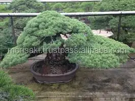 Профессиональный и оригинальный японский садовые инструменты японский бонсай для свободы, большое дерево также доступны