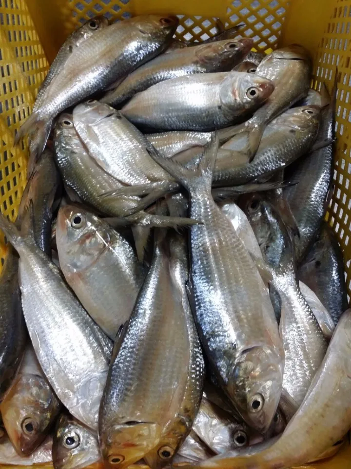 Sardines For Canning Factory Buy Sardine For Bait On Sale,Frozen
