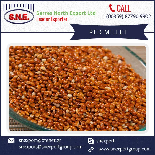 High Quality Yellow/white Millet For Sale By Leading Distributor Buy