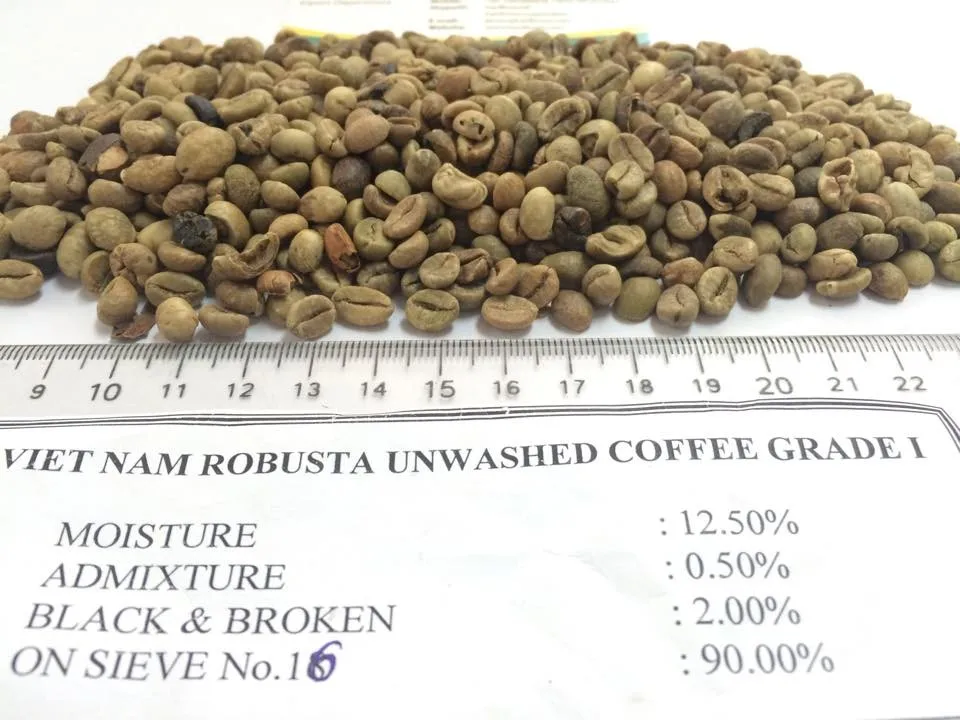 Unwashed Robusta Green Coffee Beans Grade 1 Screen 16 Buy Robusta