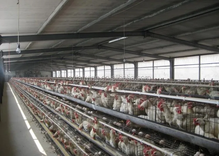 cheap broiler poultry shed design chicken breeding house