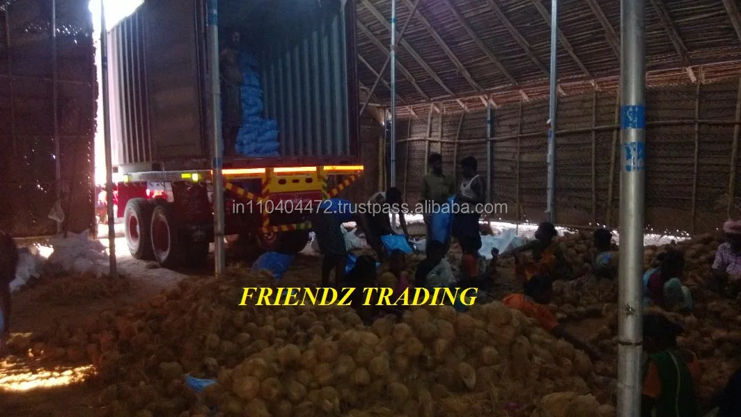 Pollachi Fresh Coconuts For Sale / India's Famous Coconut Taste Buy