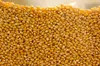 dry corn