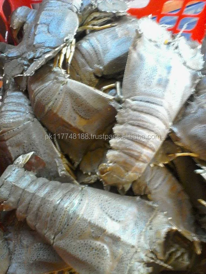 Fresh Slipper Lobster - Buy Slipper 