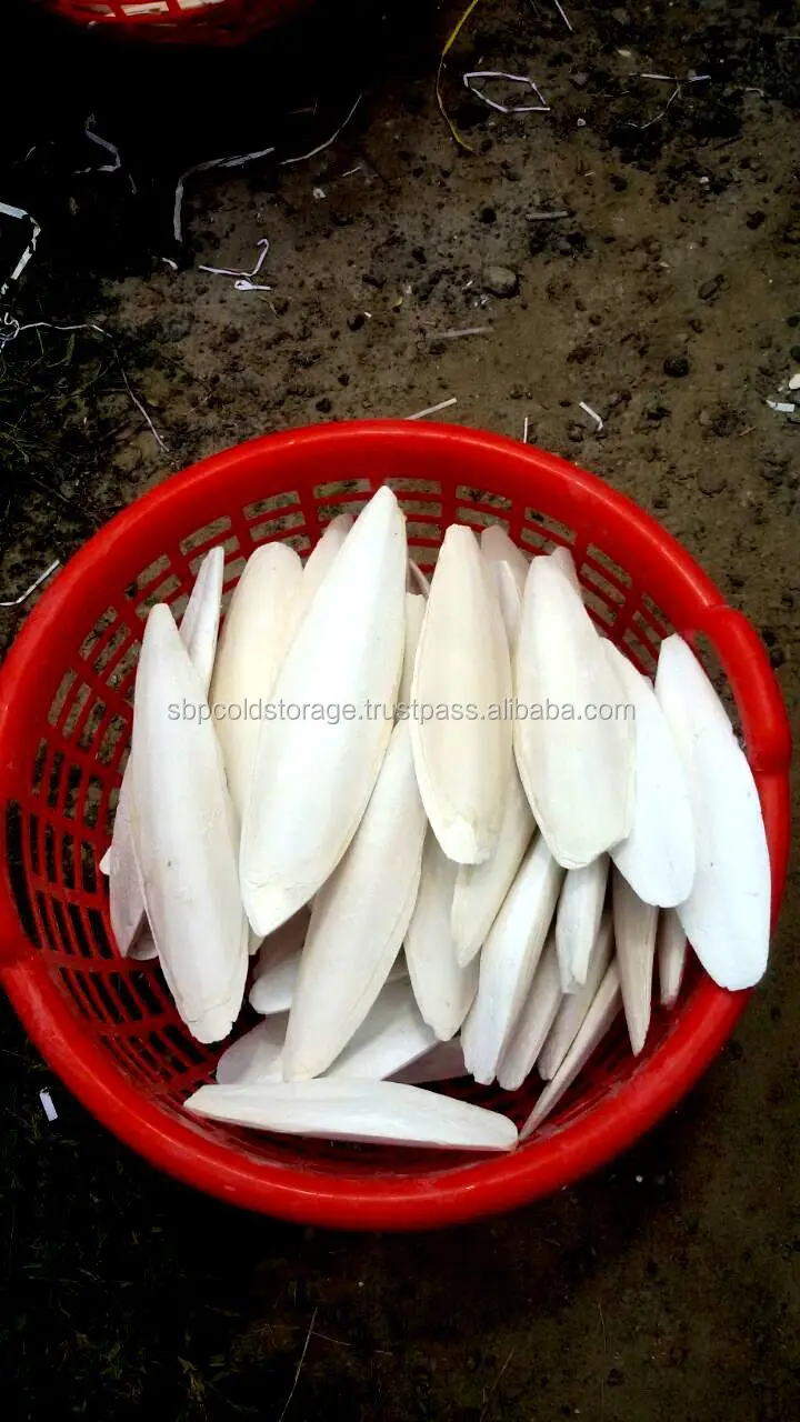 Dried Cuttle Fish Bone Buy Dried Cuttle Fish Bone,Dried Cuttle Fish