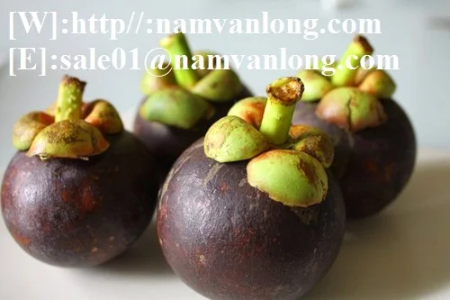 FRESH MANGOSTEEN VIETNAM vs BEST QUALITY and REASONABLE PRICE
