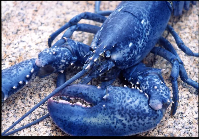 bright canadian blue lobsters/live blue lobsters wholesale/live