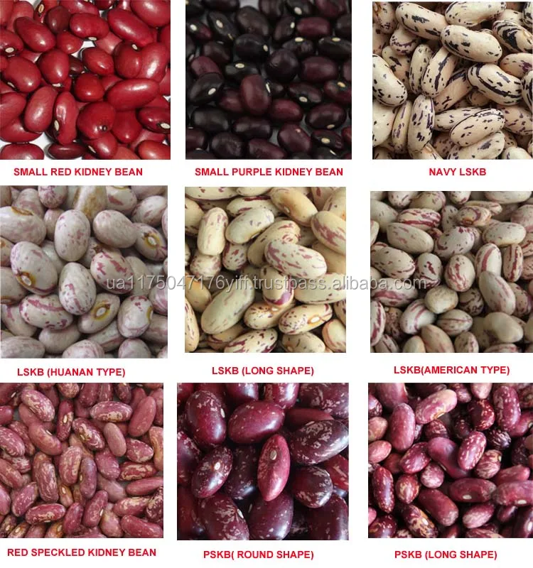 Pinto Beans And Pink Beans at Emma Livingston blog