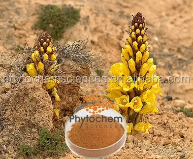 Pure Natural Echinacoside Verbascoside Cistanche Cistanche Tubulosa Extract Tubulosa Extract cistanche extract 