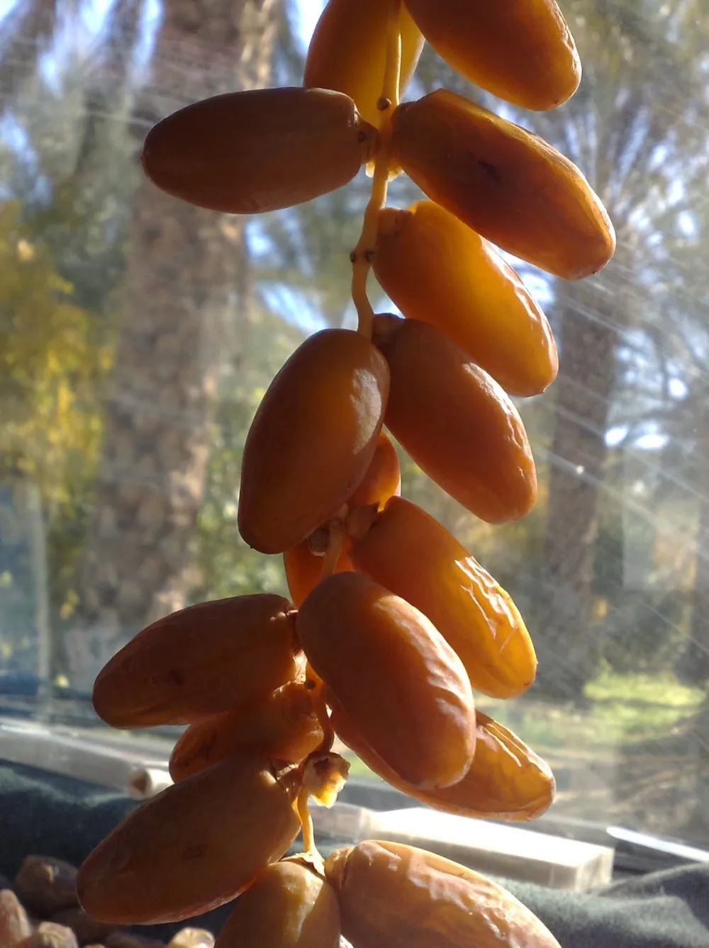 High Quality Libyan Degla Buy Degla Dates Product on