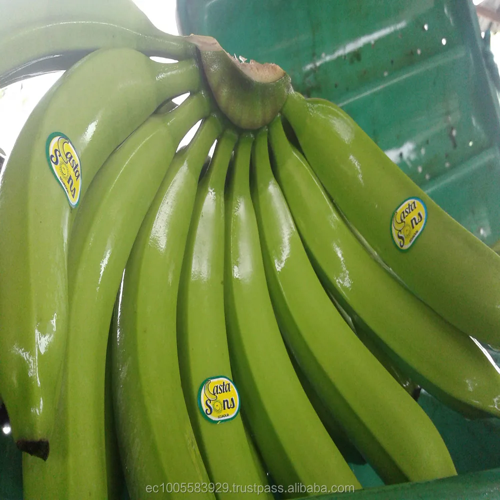 
ECUADORIAN FRESH BANANAS 