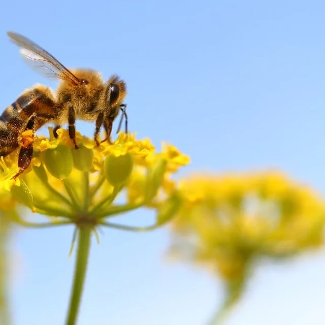 united states propolis